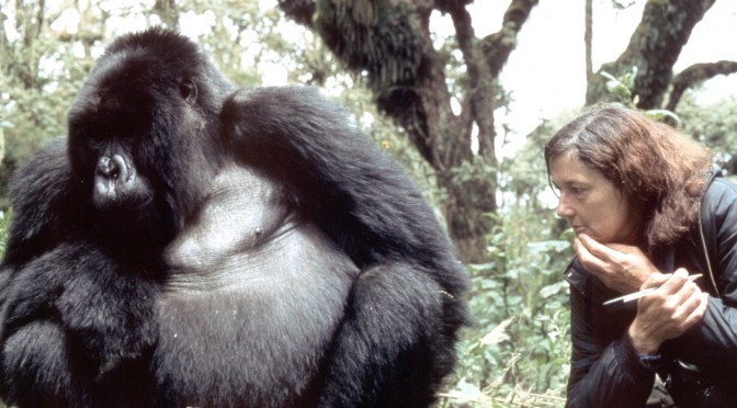 Happy Birthday Dian Fossey