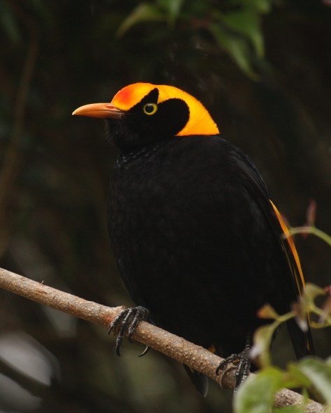 Regent bowerbird by Flickr user Seabamirum