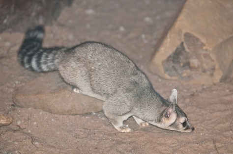 Photo by Flickr user Dbarronoss