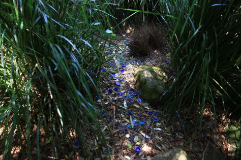 Satin Bowerbird Bower by Flickr user 鵬智 賴