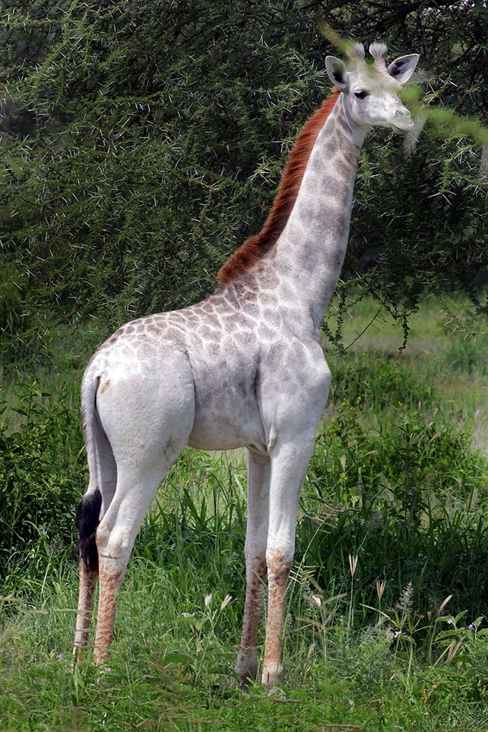 Omo the White Giraffe | Endangered Living