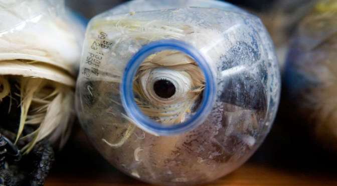 You’ve shared an exotic pet video. Now what?