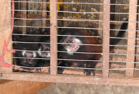 saddlebacked tamarins resized