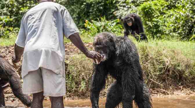 Chimpanzees and the New York Blood Center