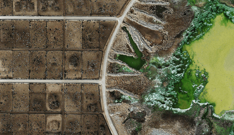 featured-the-enviromental-impact-of-animal-agriculture-1