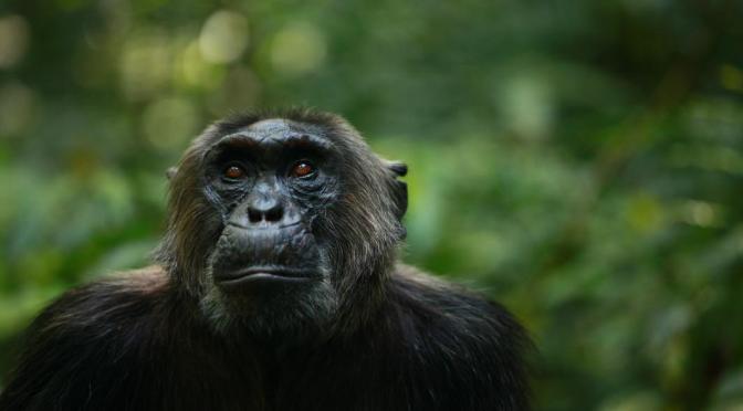How wild chimpanzees can help negate climate change