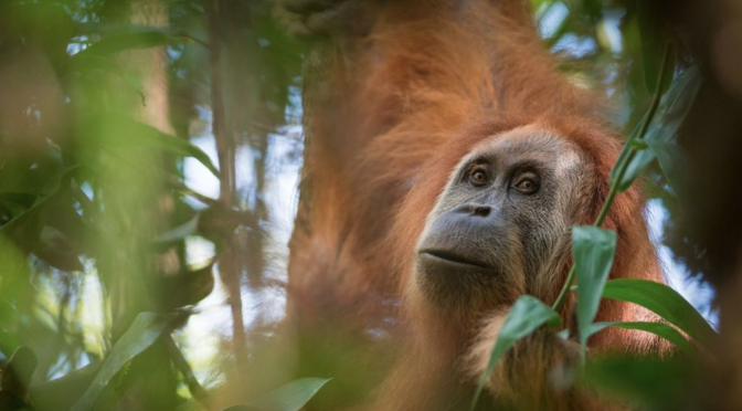 New species of orangutan found (and there’s a super volcano involved)